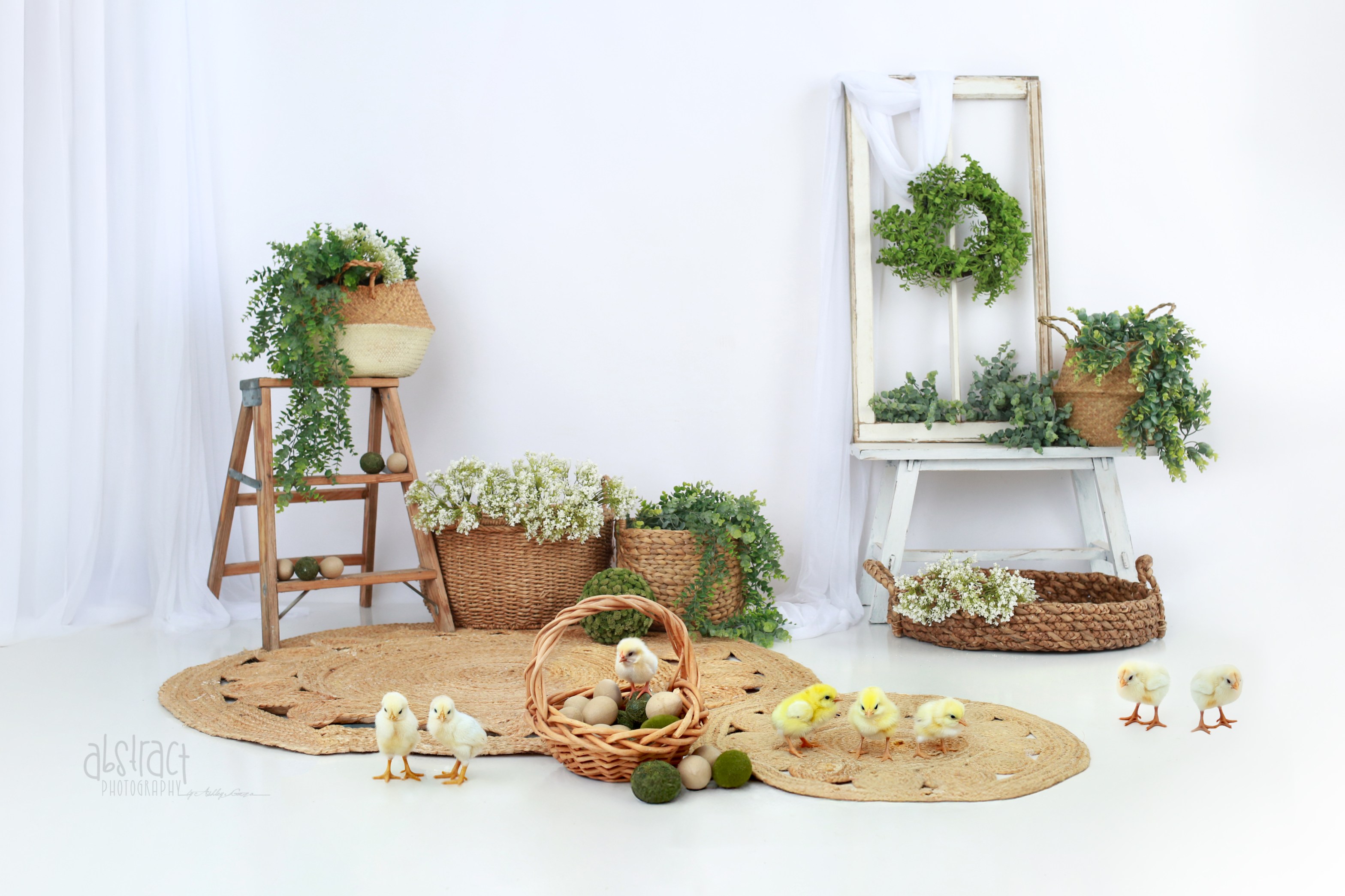 easter mini photography, baby chicks, baby pictures, family pictures, spring pictures